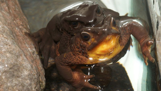 El hallazgo de un niño permite revivir una especie de rana ecuatoriana que se creía extinta desde hace 30 años<em></em>